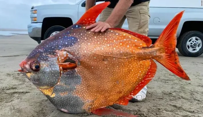 Ikan Opah Yang Hidup Di Zona Pelagik
