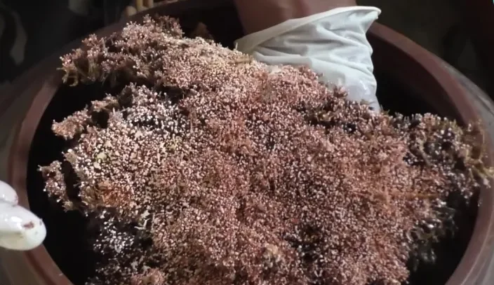 Jamur Keberuntungan Abadi Pengobatan Tradisional China