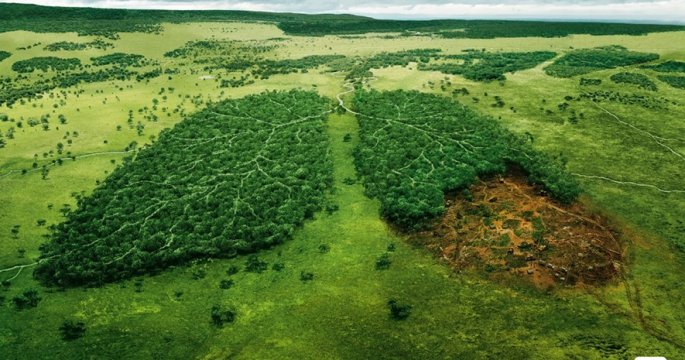 Peran Hutan Pada Lingkungan Perkotaan