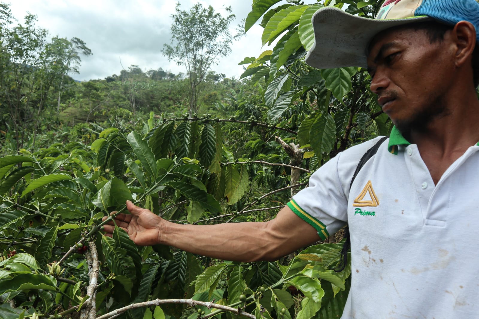 Dampak Perubahan Iklim Bagi Sektor Industri Kopi