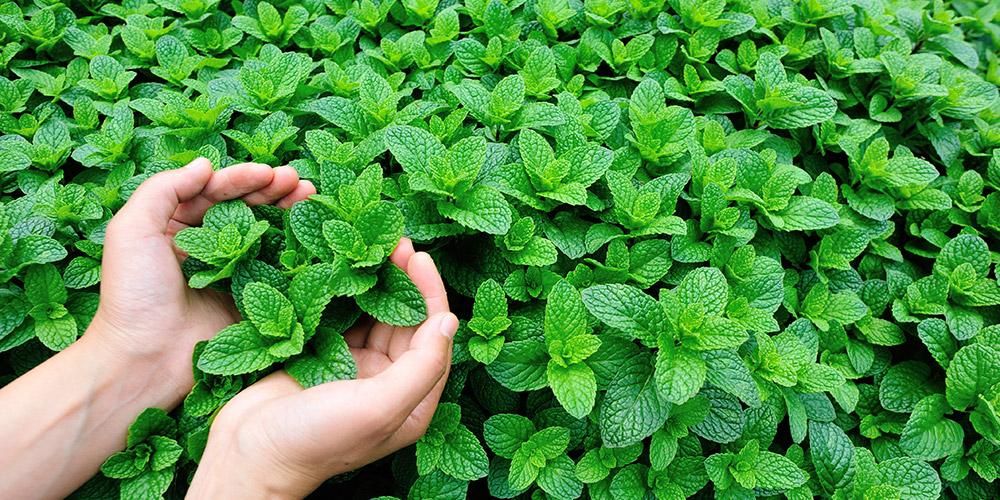 Cara Mudah Menanam Daun Mint Di Rumah: Segar Setiap Hari