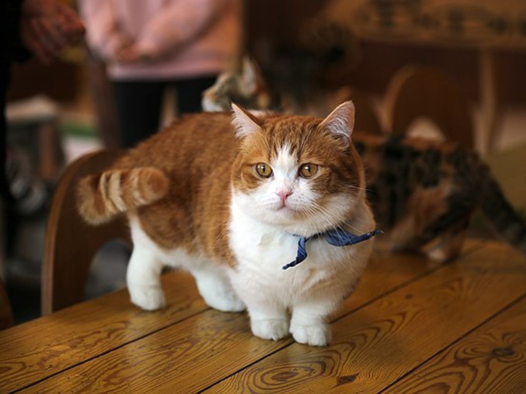 Kucing Munchkin: Imut, Populer, Tapi Penuh Kontroversi