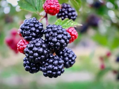 Blackberry: Si Buah Ungu Yang Menyimpan Khasiat Besar
