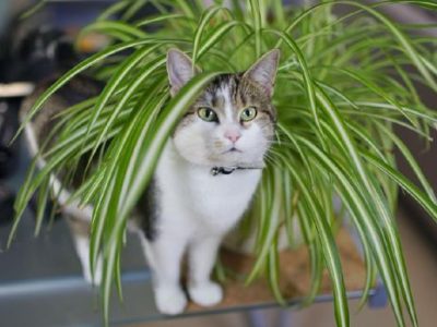 Sirkulasi Udara Segar: Tanaman Hias Terbaik Penyerap Panas