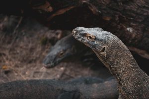 Komodo: Sang Naga Terakhir di Kepulauan Nusantara