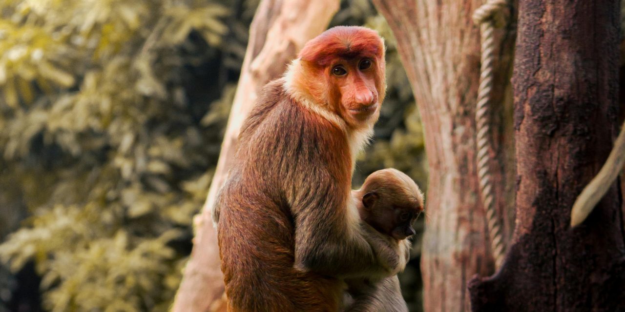 Bekantan: Penjaga Mangrove yang Unik dari Tanah Kalimantan