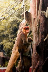 Bekantan: Penjaga Mangrove yang Unik dari Tanah Kalimantan