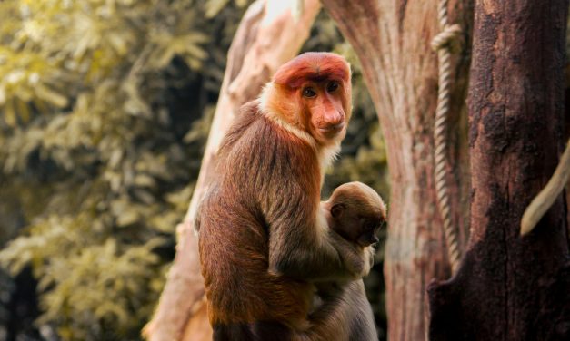 Bekantan: Penjaga Mangrove yang Unik dari Tanah Kalimantan