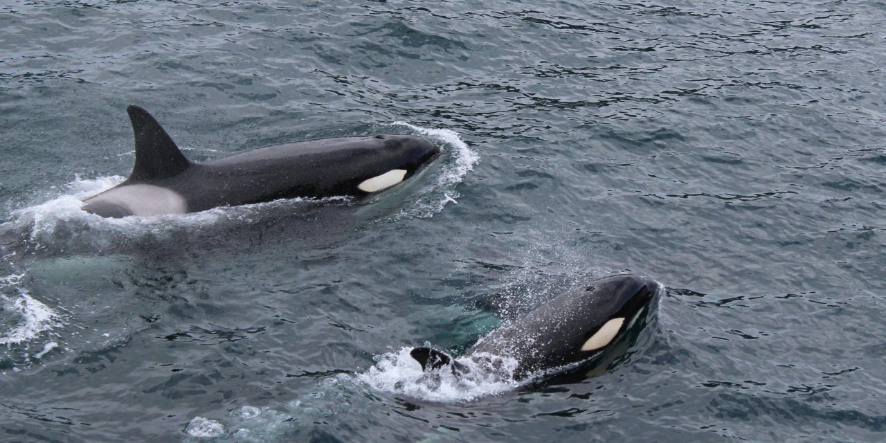 Orca: Sang Penguasa Puncak yang Cerdas dan Misterius