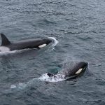 Orca: Sang Penguasa Puncak yang Cerdas dan Misterius