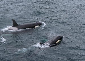 Orca: Sang Penguasa Puncak yang Cerdas dan Misterius