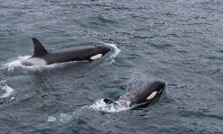 Orca: Sang Penguasa Puncak yang Cerdas dan Misterius