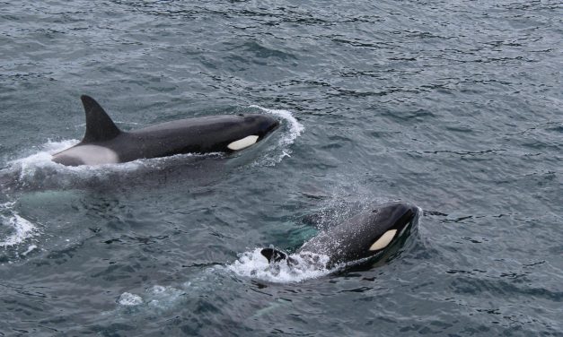 Orca: Sang Penguasa Puncak yang Cerdas dan Misterius