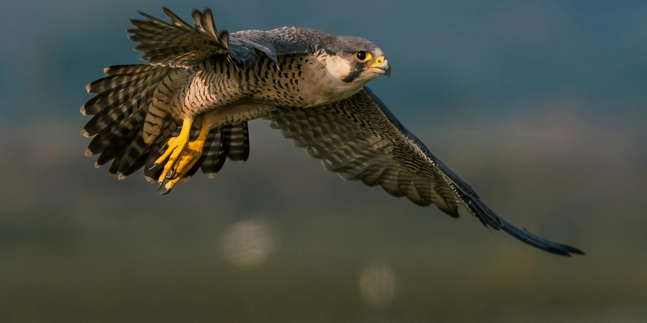 Alap-alap Kawah: Maestro Aerodinamika dan Penguasa Langit