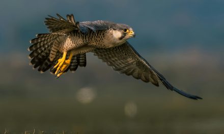 Alap-alap Kawah: Maestro Aerodinamika dan Penguasa Langit