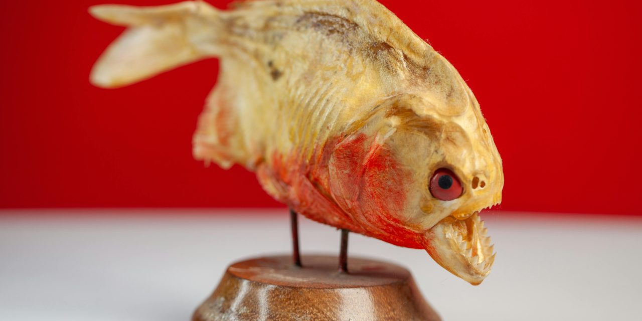 Piranha: Pesona dan Fakta di Balik Predator Sungai Amazon