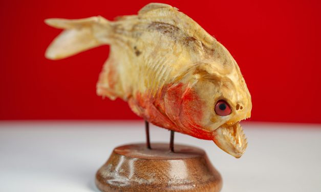 Piranha: Pesona dan Fakta di Balik Predator Sungai Amazon