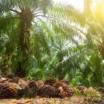 Kenapa Sawit Kita Kalah Jauh Dari Malaysia? Ini Biang Keroknya!