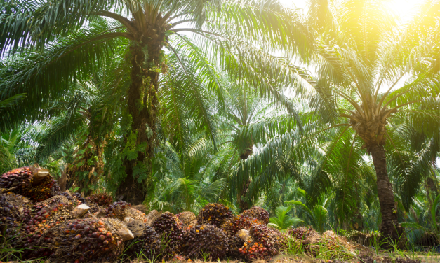 Kenapa Sawit Kita Kalah Jauh Dari Malaysia? Ini Biang Keroknya!