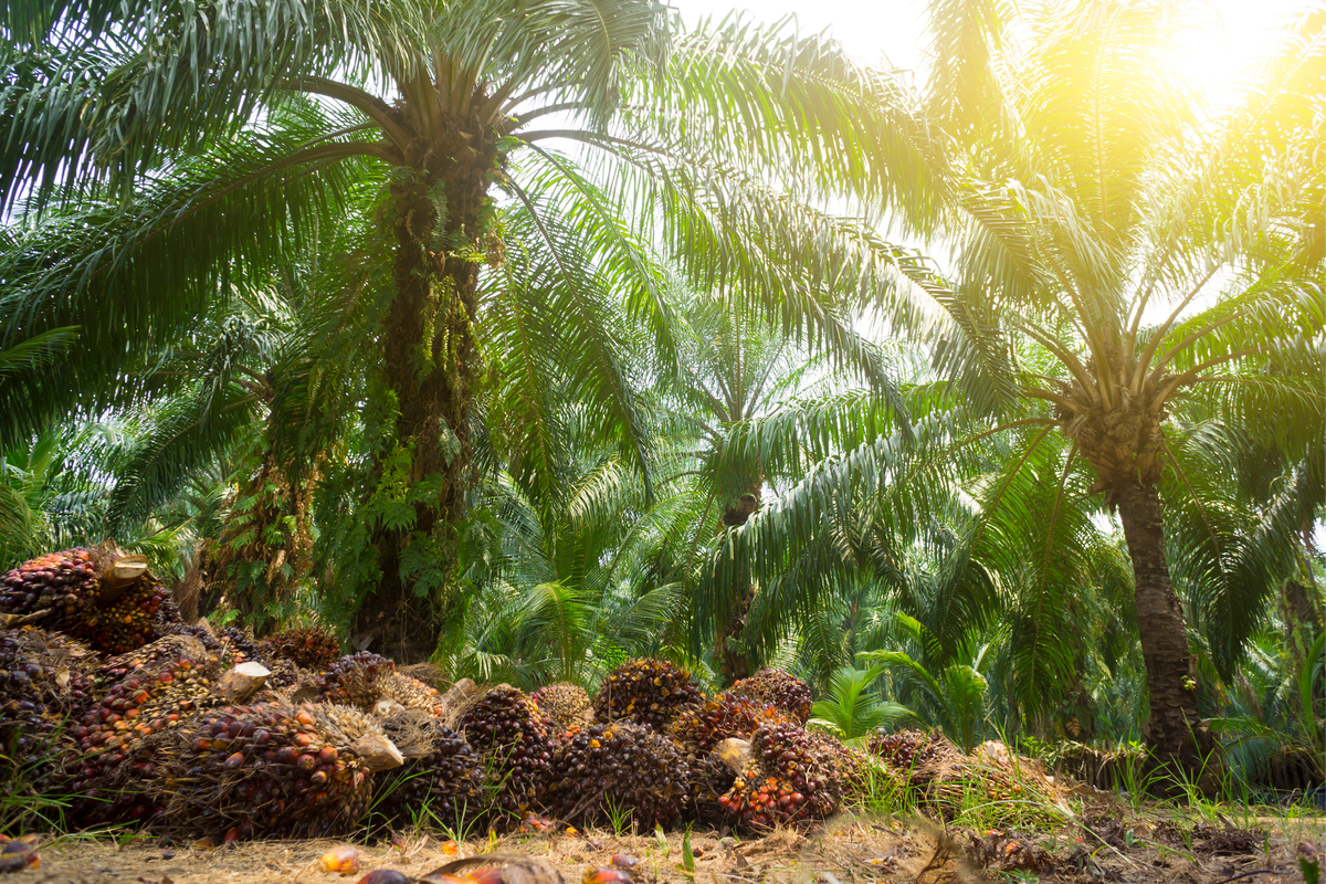 Kenapa Sawit Kita Kalah Jauh Dari Malaysia? Ini Biang Keroknya!