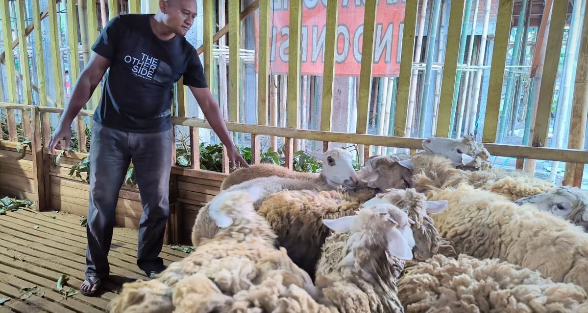 Limbah Nyamplung: Pakan Ternak Baru, Solusi Emisi Metana