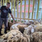 Limbah Nyamplung: Pakan Ternak Baru, Solusi Emisi Metana