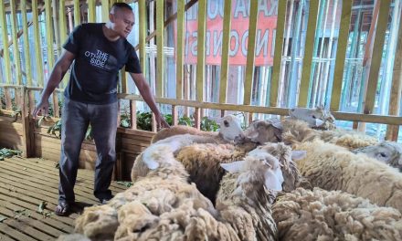 Limbah Nyamplung: Pakan Ternak Baru, Solusi Emisi Metana