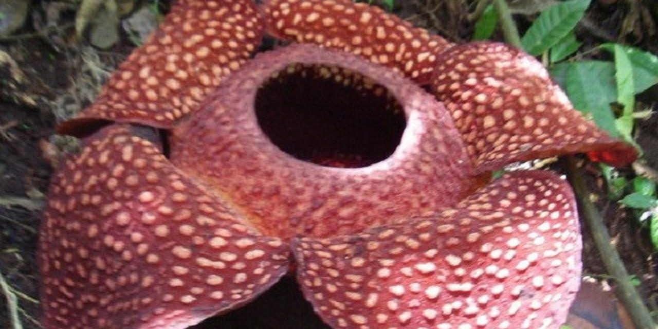 Rafflesia Arnoldii Mekar: Magnet Baru Wisata Bengkulu