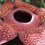 Rafflesia Arnoldii Mekar: Magnet Baru Wisata Bengkulu
