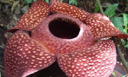 Rafflesia Arnoldii Mekar: Magnet Baru Wisata Bengkulu