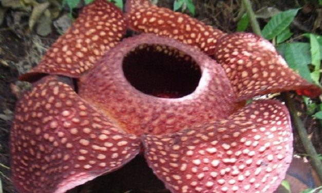 Rafflesia Arnoldii Mekar: Magnet Baru Wisata Bengkulu