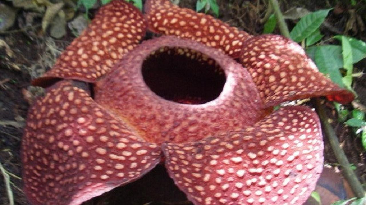 Rafflesia Arnoldii Mekar: Magnet Baru Wisata Bengkulu