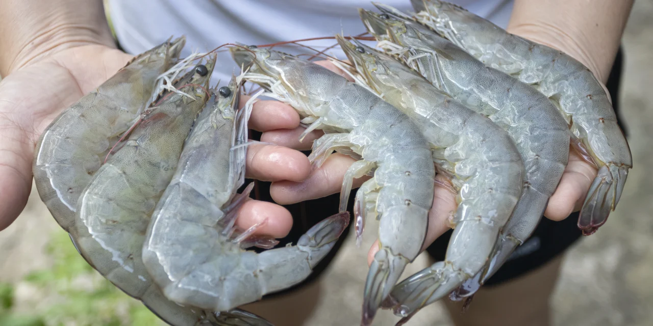 Rahasia Udang Tetap “Fresh” Kayak Baru Beli Dari Pasar