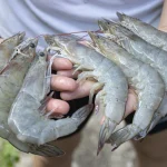 Rahasia Udang Tetap “Fresh” Kayak Baru Beli Dari Pasar