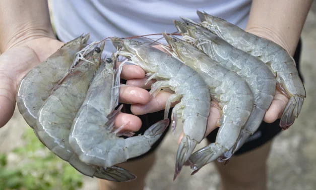 Rahasia Udang Tetap “Fresh” Kayak Baru Beli Dari Pasar