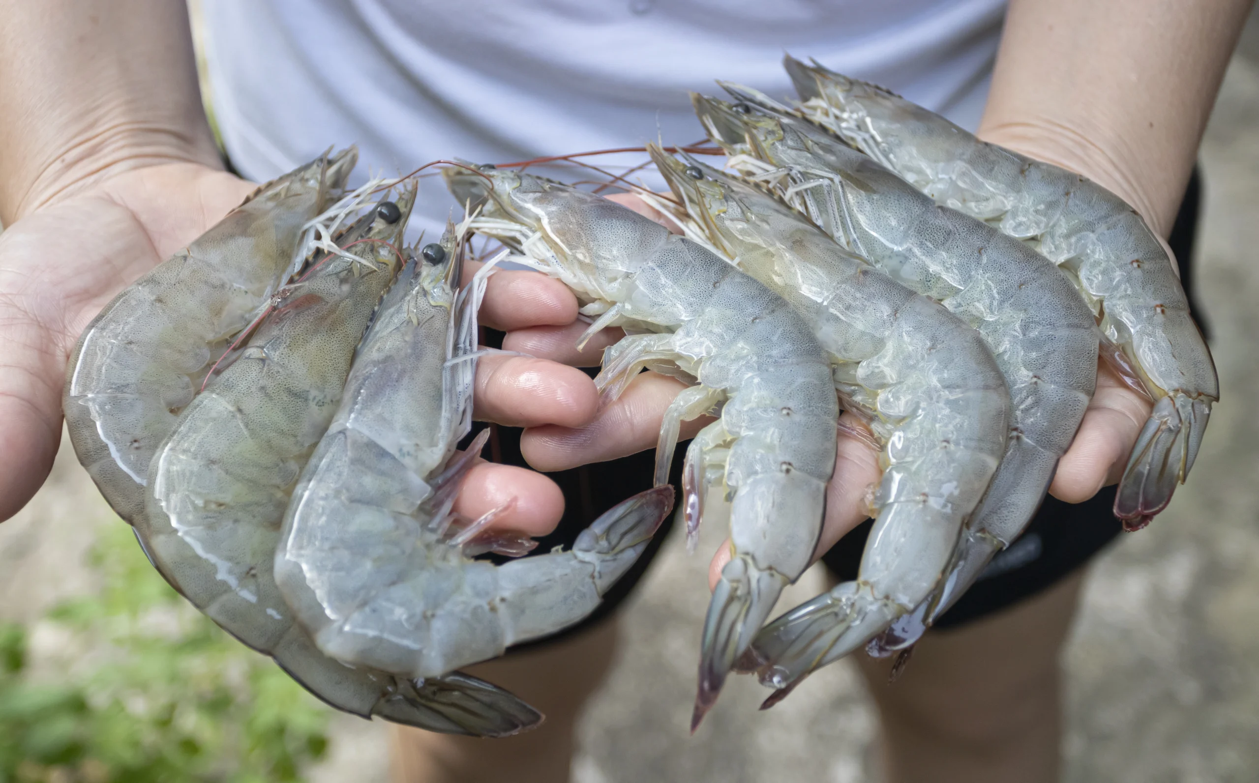 Rahasia Udang Tetap "Fresh" Kayak Baru Beli Dari Pasar
